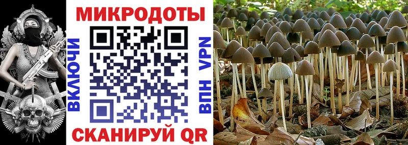 Псилоцибиновые грибы Psilocybe  blacksprut маркетплейс  Дубовка 